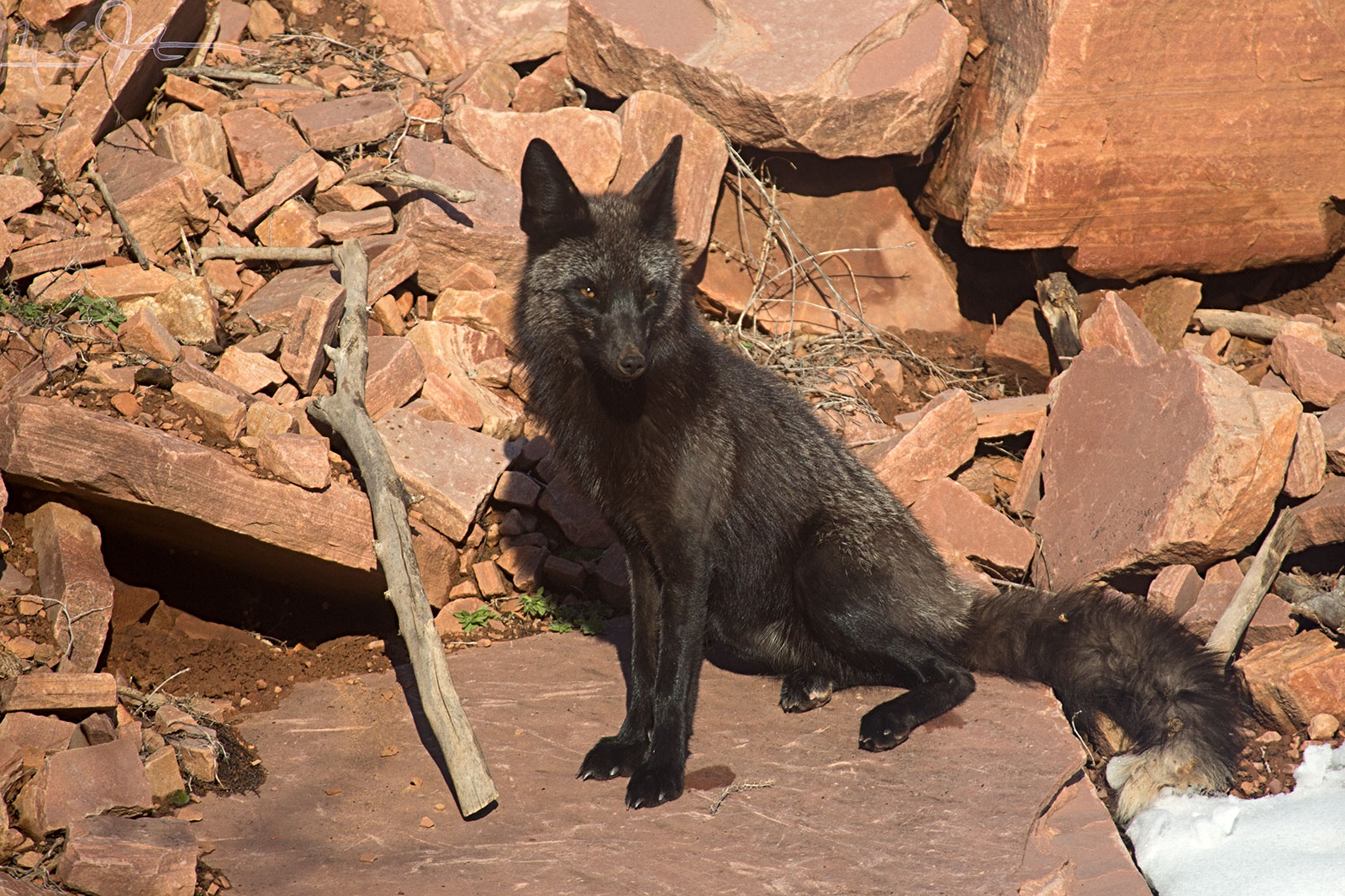 Papa is a so-called "Silver" fox - the melanistic form. He is mostly black, with a splash of silver at the tip of the tail and some silver tipped-fur elsewhere.