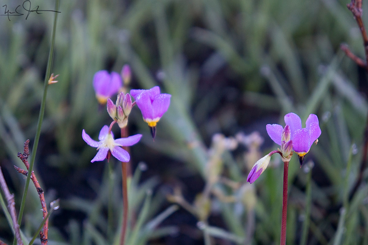 "Shooting Star", Dodecatheon pulchellum.