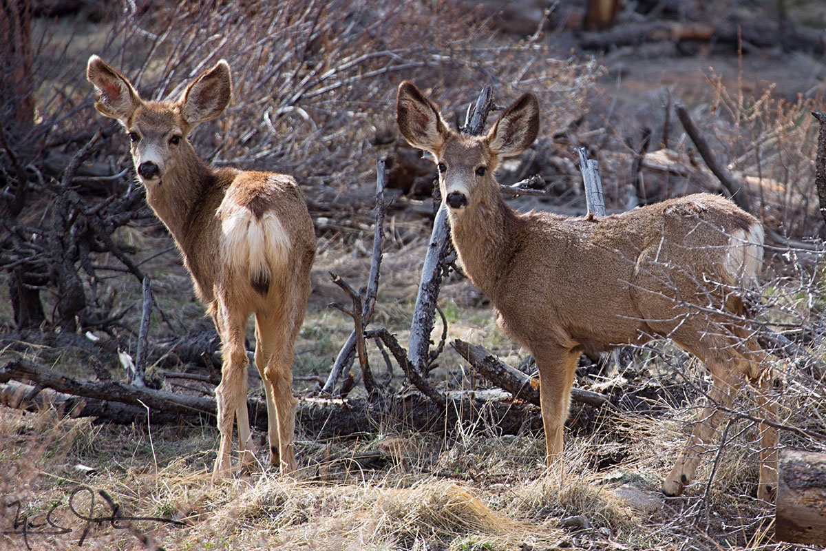 Young deer on the Black Canyon Trail.