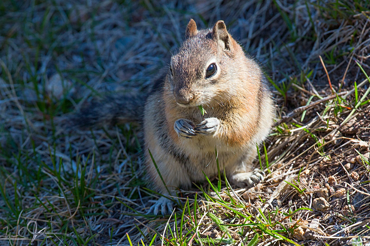 Chipmunk.