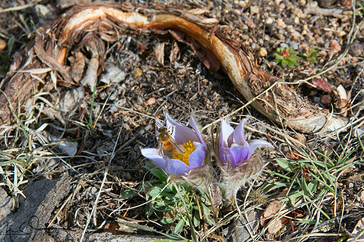 Pasque flowers kicked it off as early Spring bloomers.