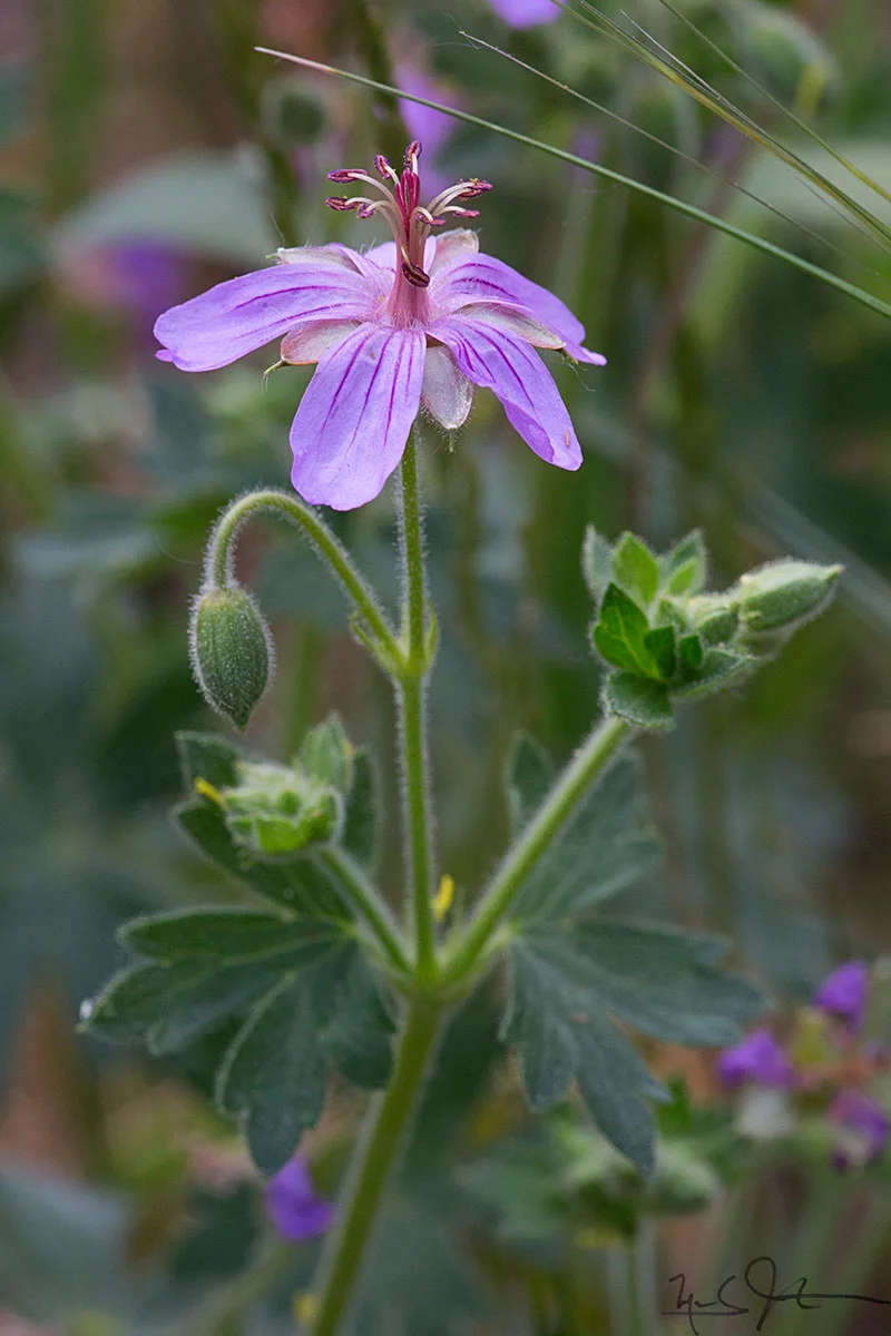 Sticky Geranium, Geranium viscosissimum