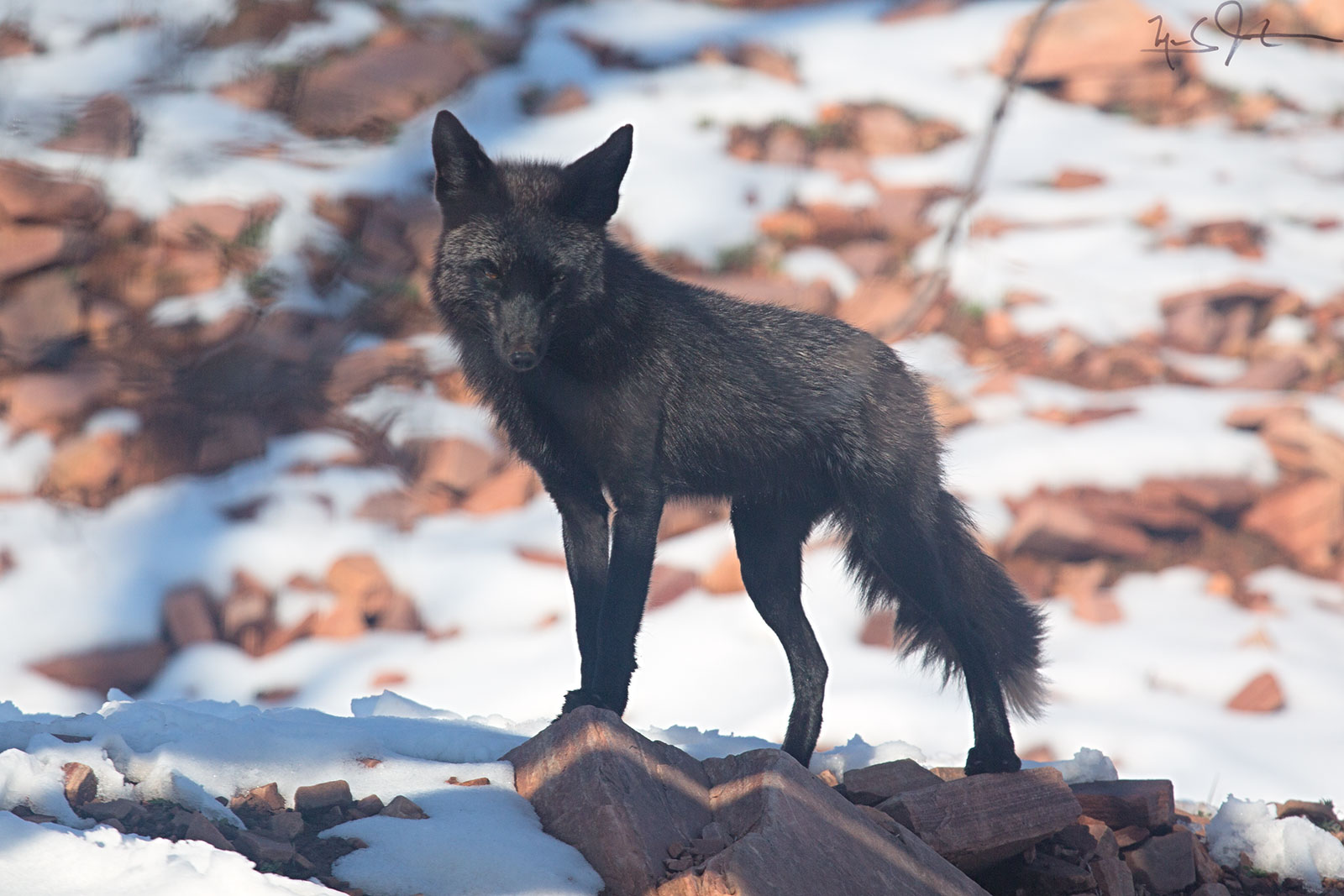"Silver fox" - an uncommon color variation of the Red Fox.