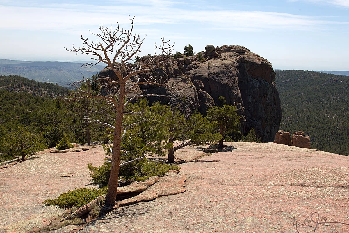 Trees grow in a crack in Button Rock.