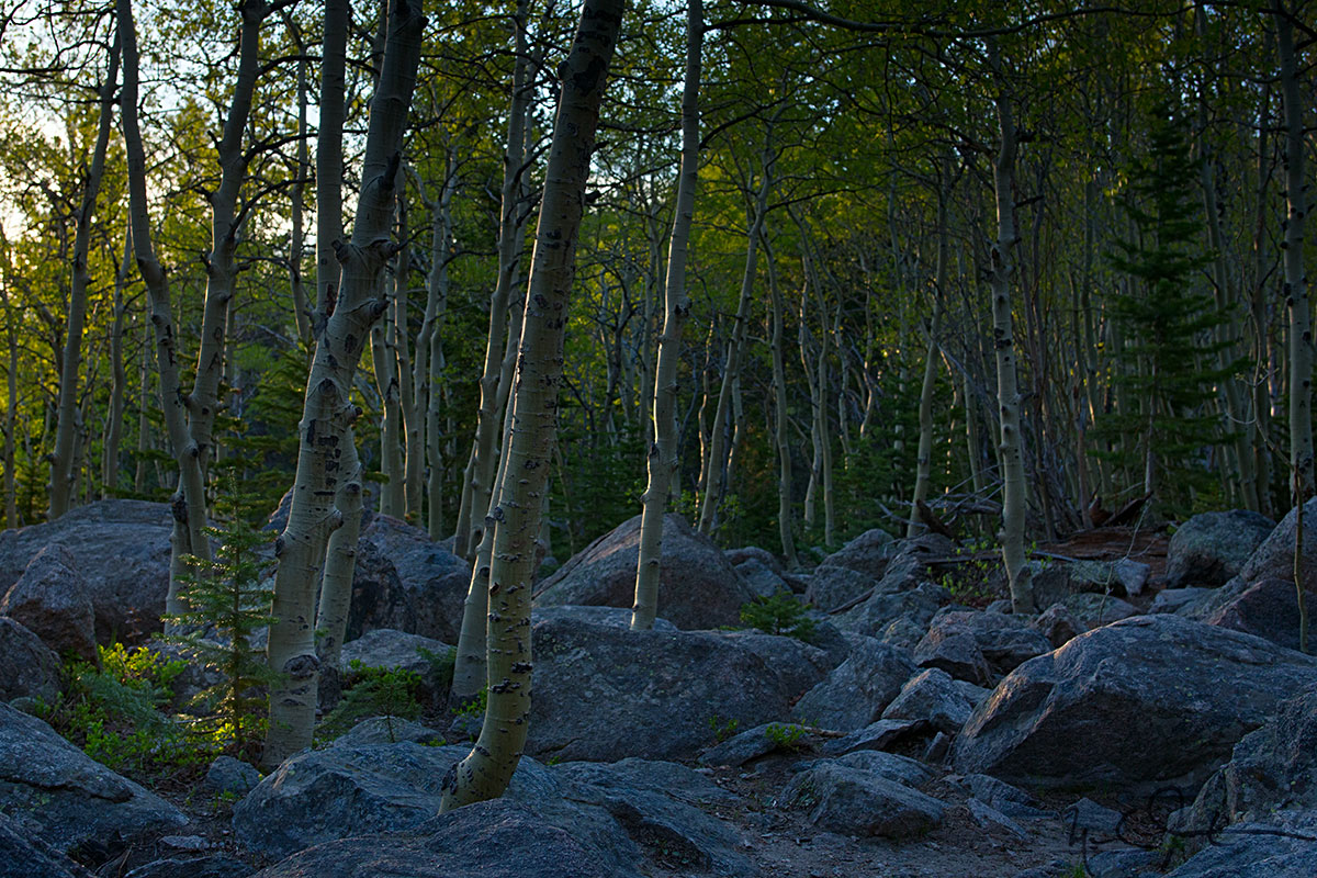 Aspens at sunrise.
