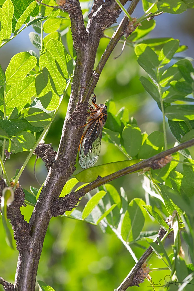 These cicadas use their wings to make a distinct snapping or clacking sound high in the trees.