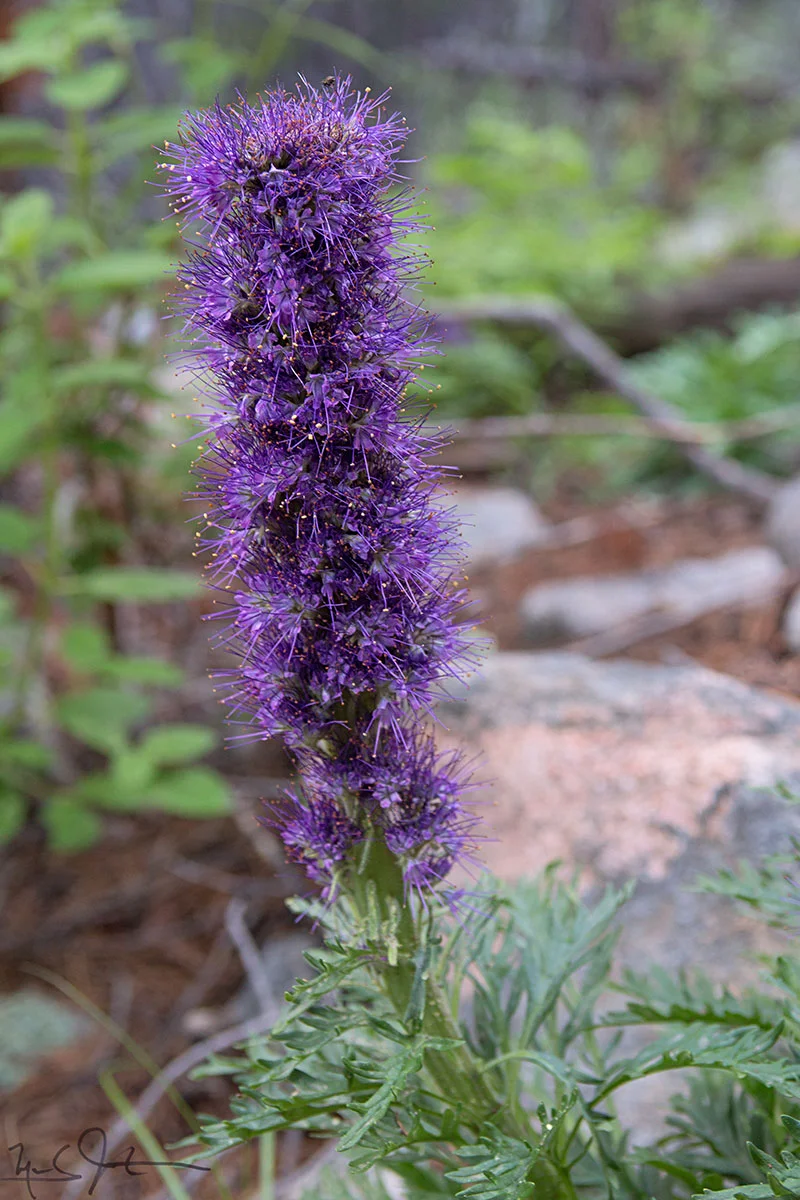 1327-_P2A-9826.jpg