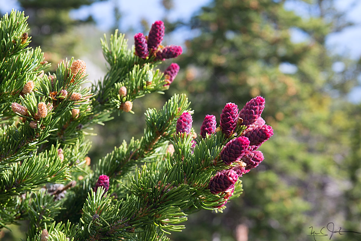 New fruit on a conifer.