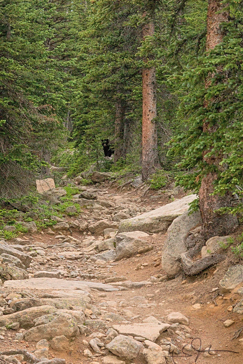 Young black bear on the trail.