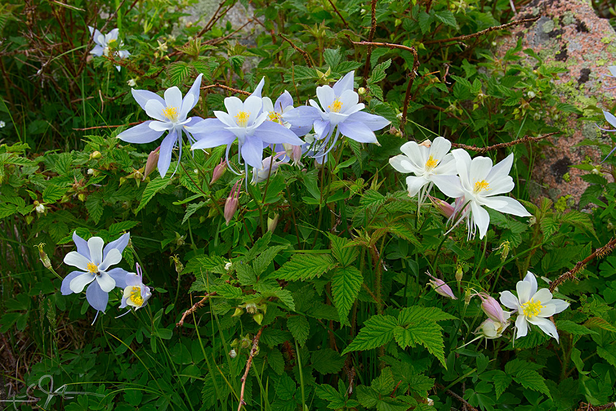 Columbine blossoms in blue and white.