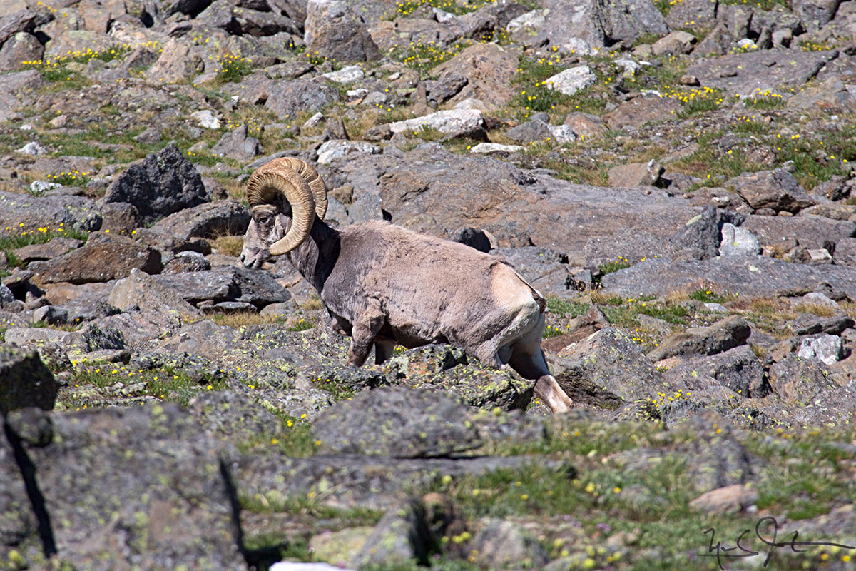 A Bighorn ram forages above the tree line.