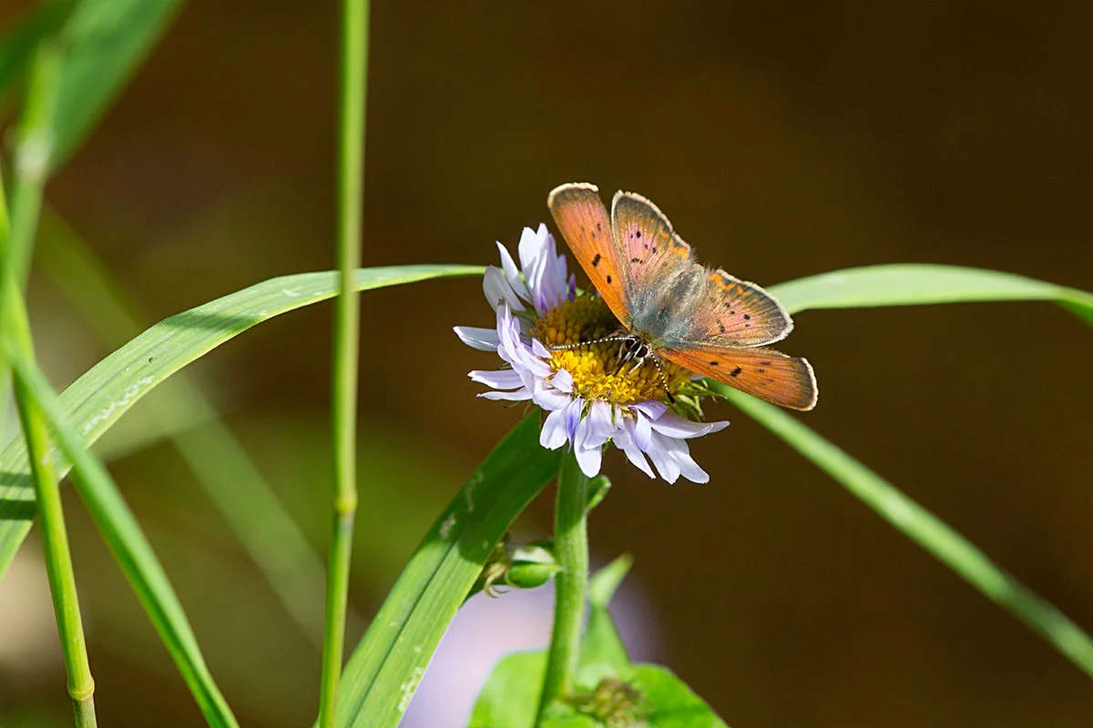 A member of the Copper family - perhaps Lycaena helloides , the Purplish Copper.