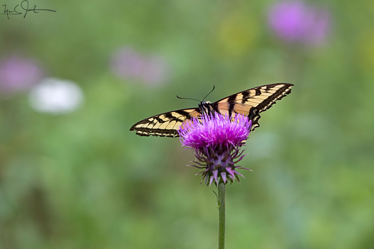 Tiger Swallowtail, Papilio glaucus , on a thistle blossom.