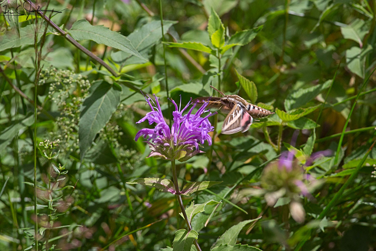A Sphinx month, also called Hummingbird moth, hovers while feeding.