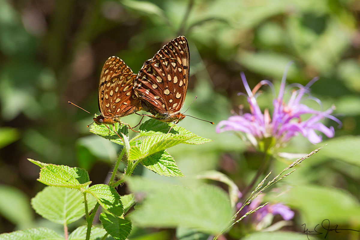 Mating Fritillaries.