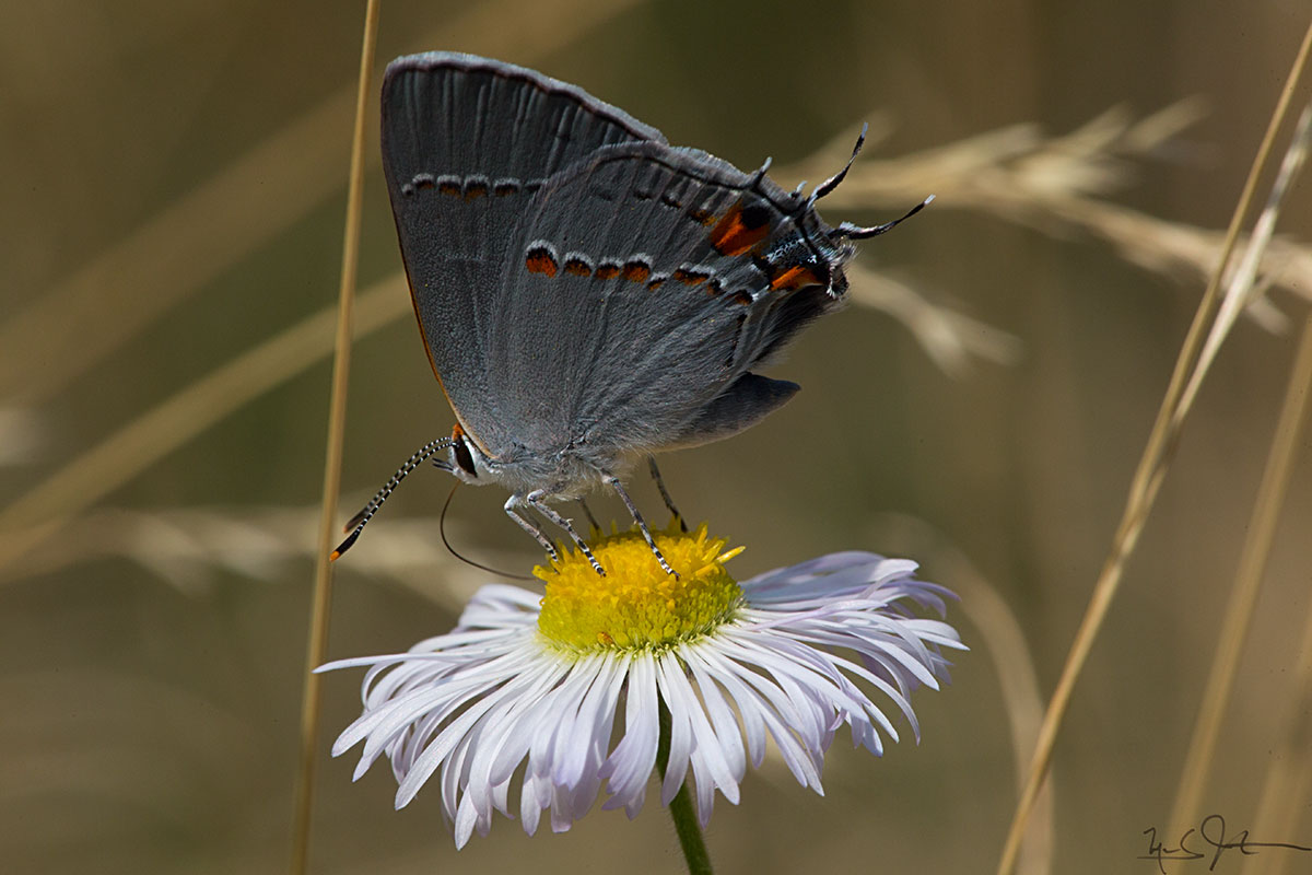 Strymon melinus , the Gray Hairstreak.