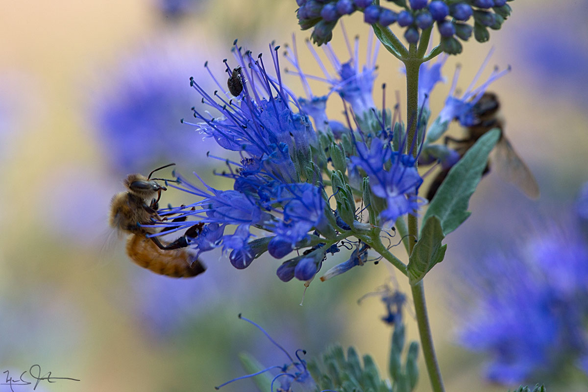 Honeybees at work on sage blossoms.