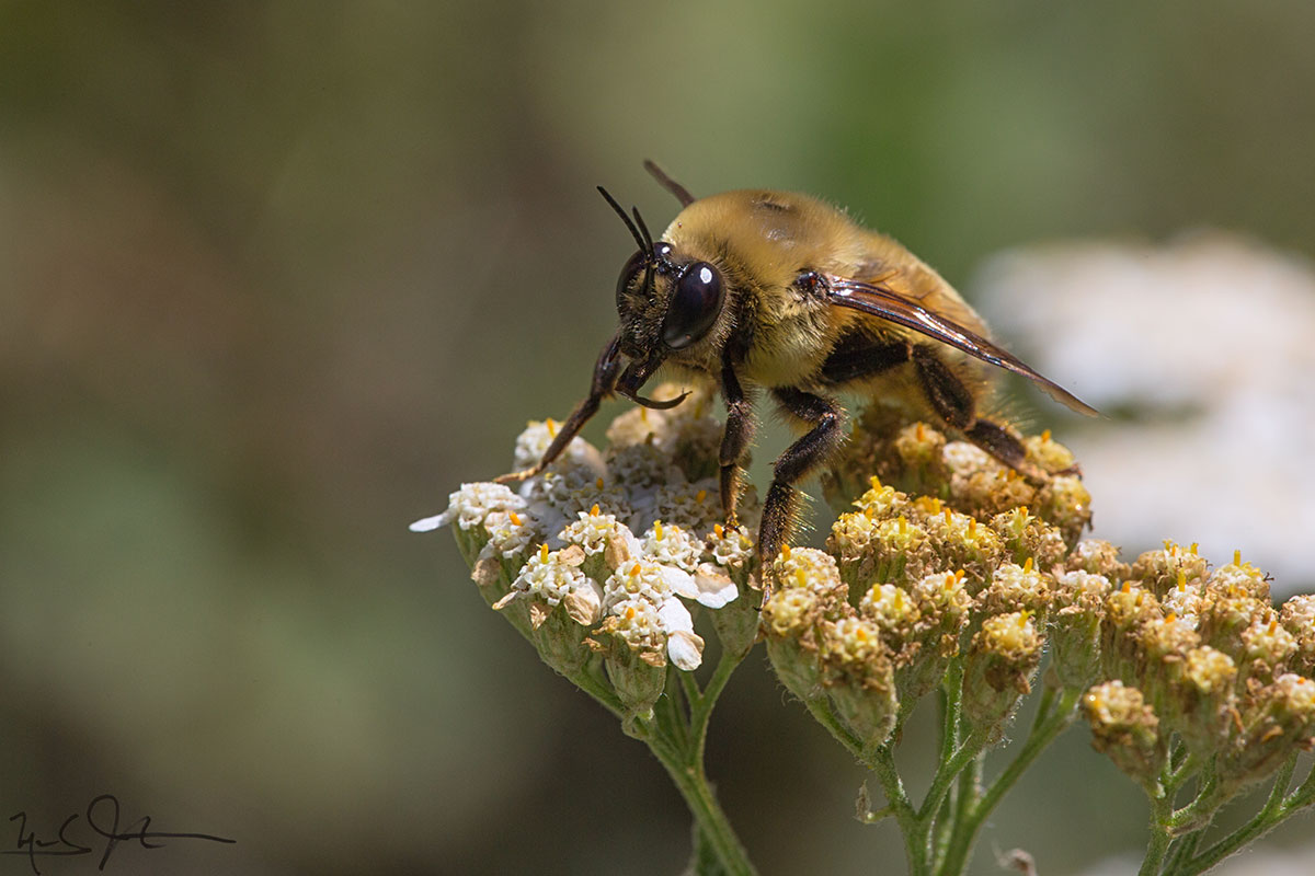 Not a bee, but a fly that mimics bumblebees.