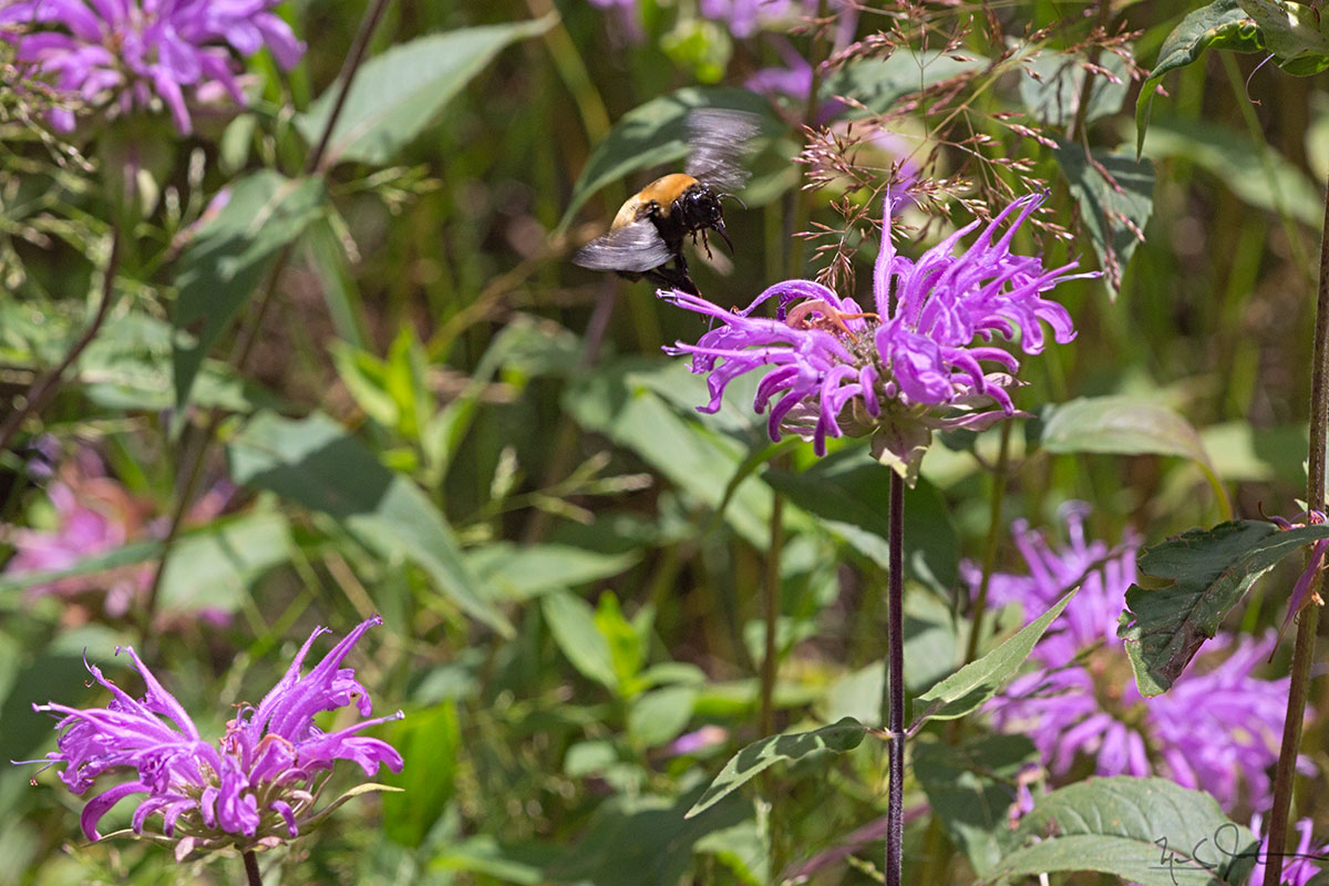 Bumblebee at work.