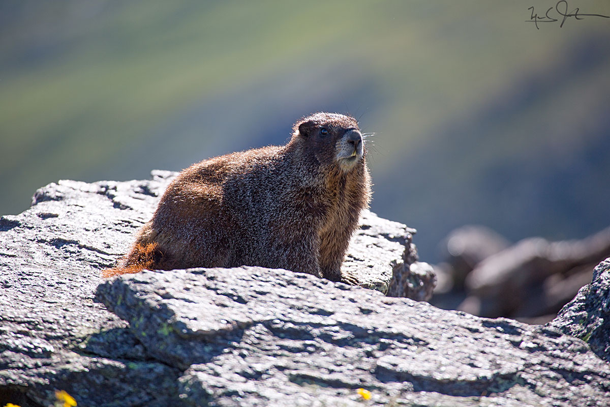 Yellow-bellied Marmot.