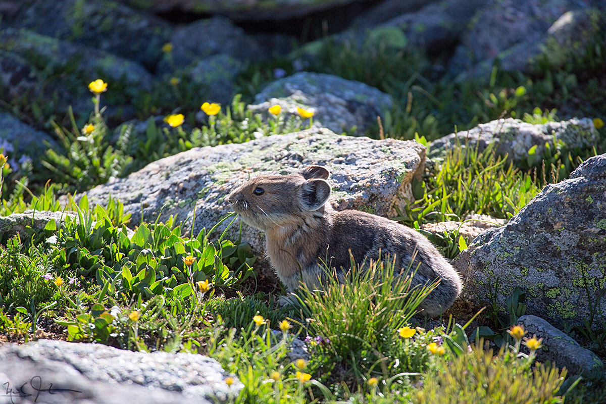 Pica, or Rock Rabbit.