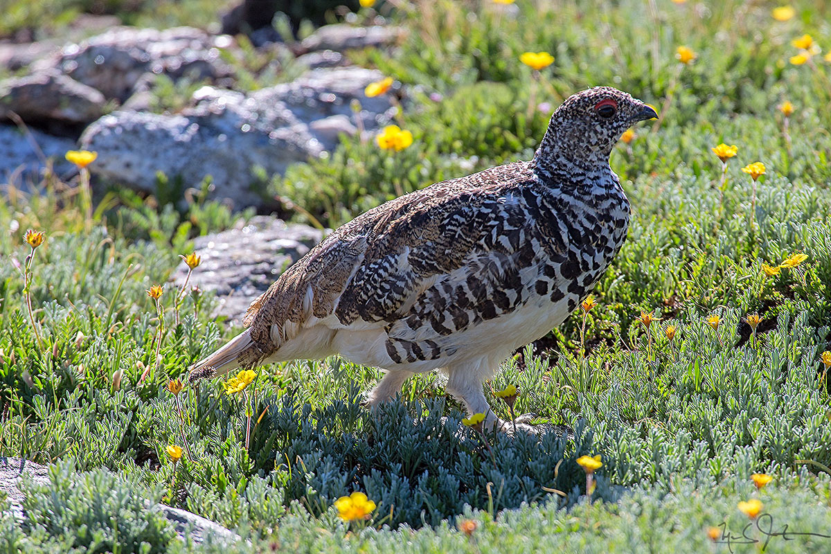 Ptarmigan in Summer plumage.