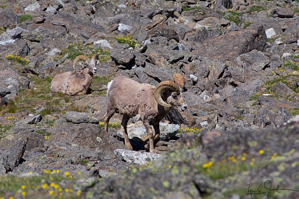 Bighorn Sheep.