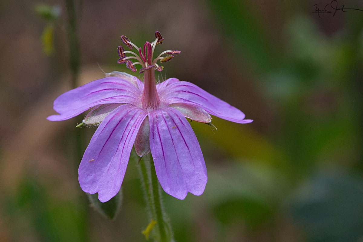 Close-up with a Sticky Geranium, Geranium viscoissimum .