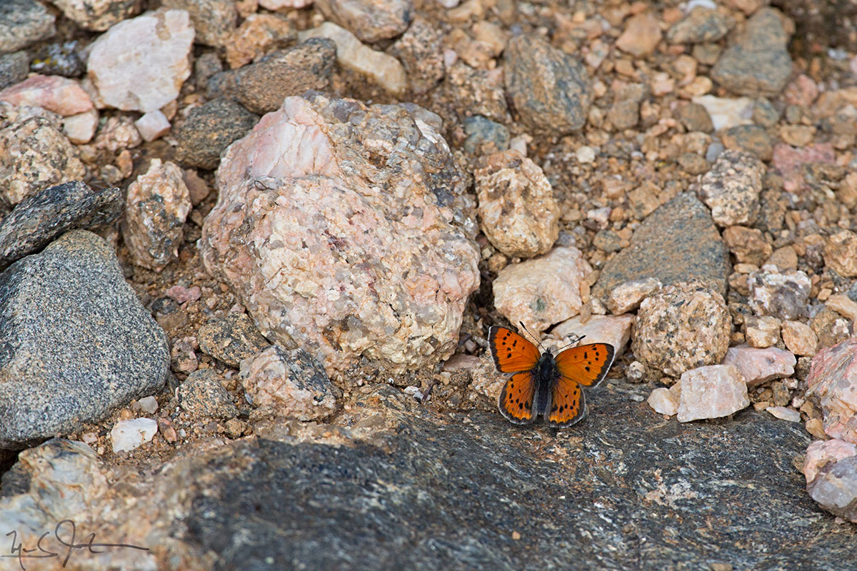 A Lustrous Copper, Lycaena cupreus , a denizen of the Alpine Zone.