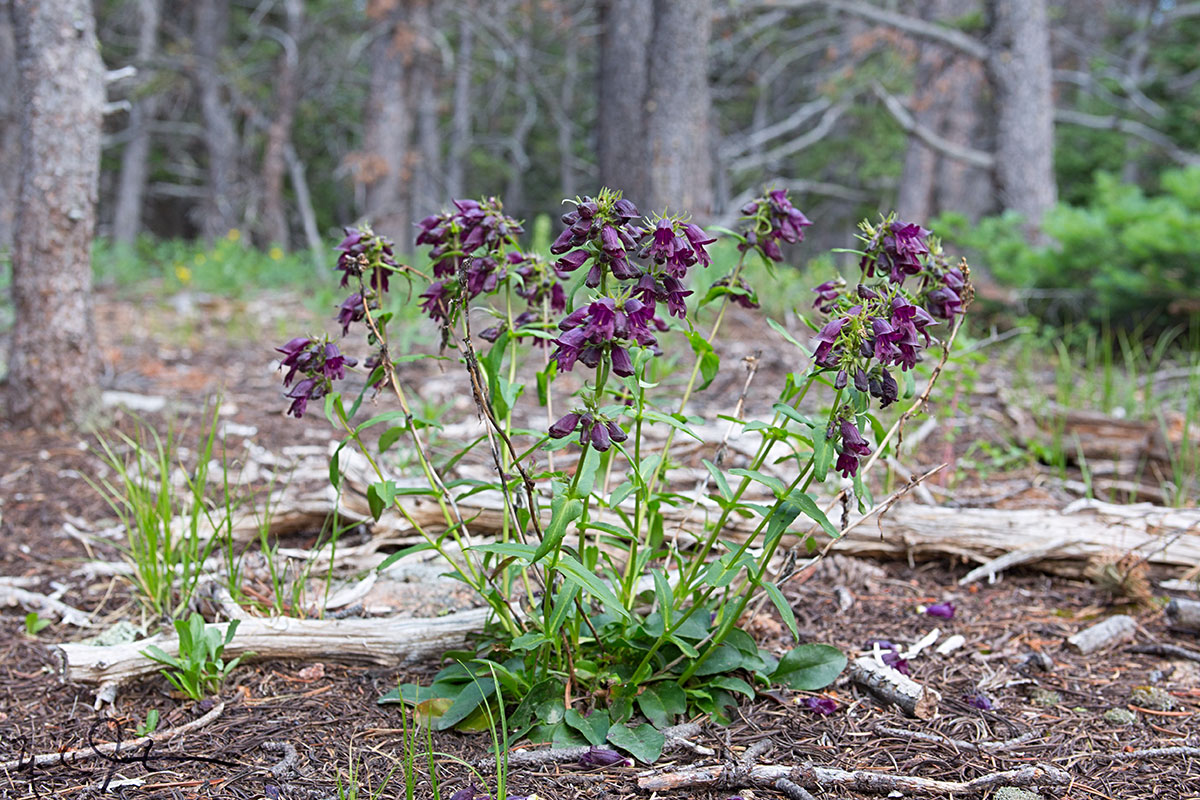 Whipple's Penstemon, Penstemon whippleanus .
