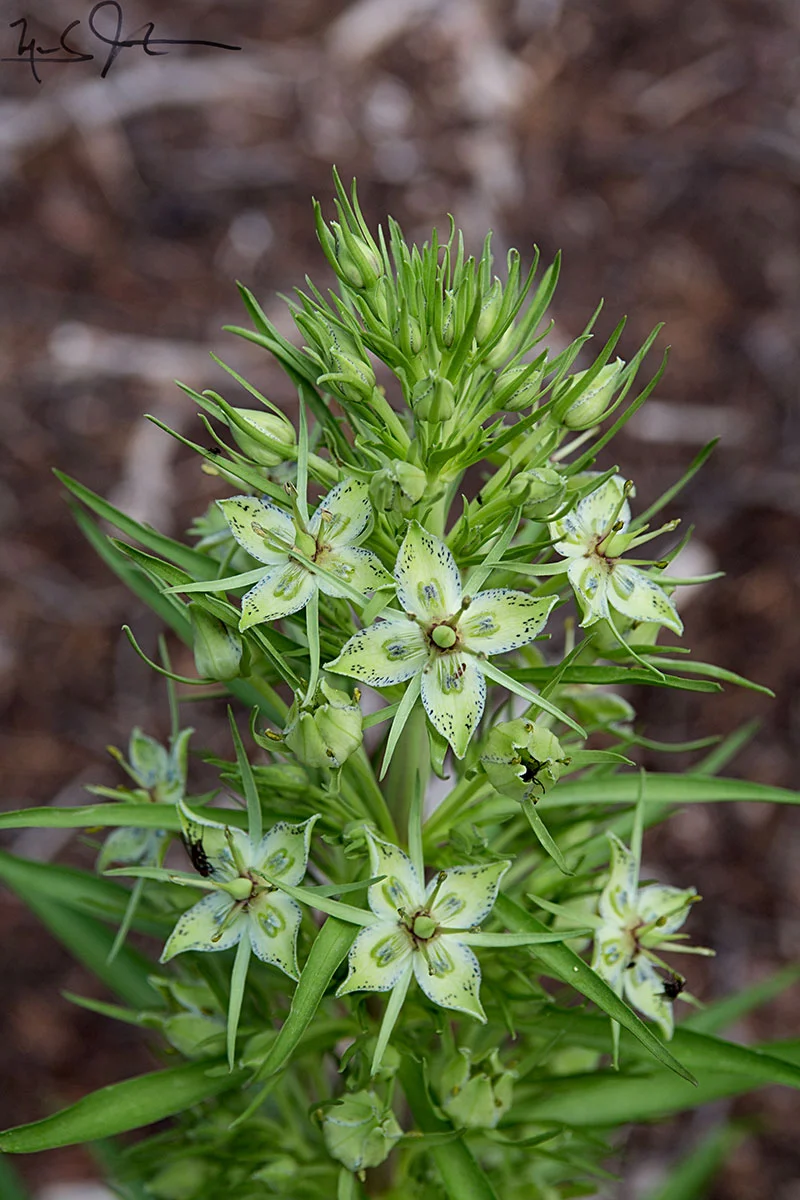 Elkweed or Green Gentian, Frasera speciosa .