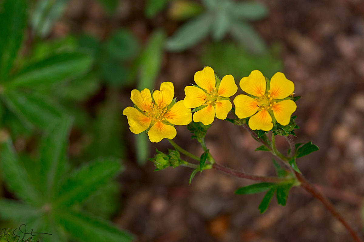 Cinquefoil, Potentilla sp.