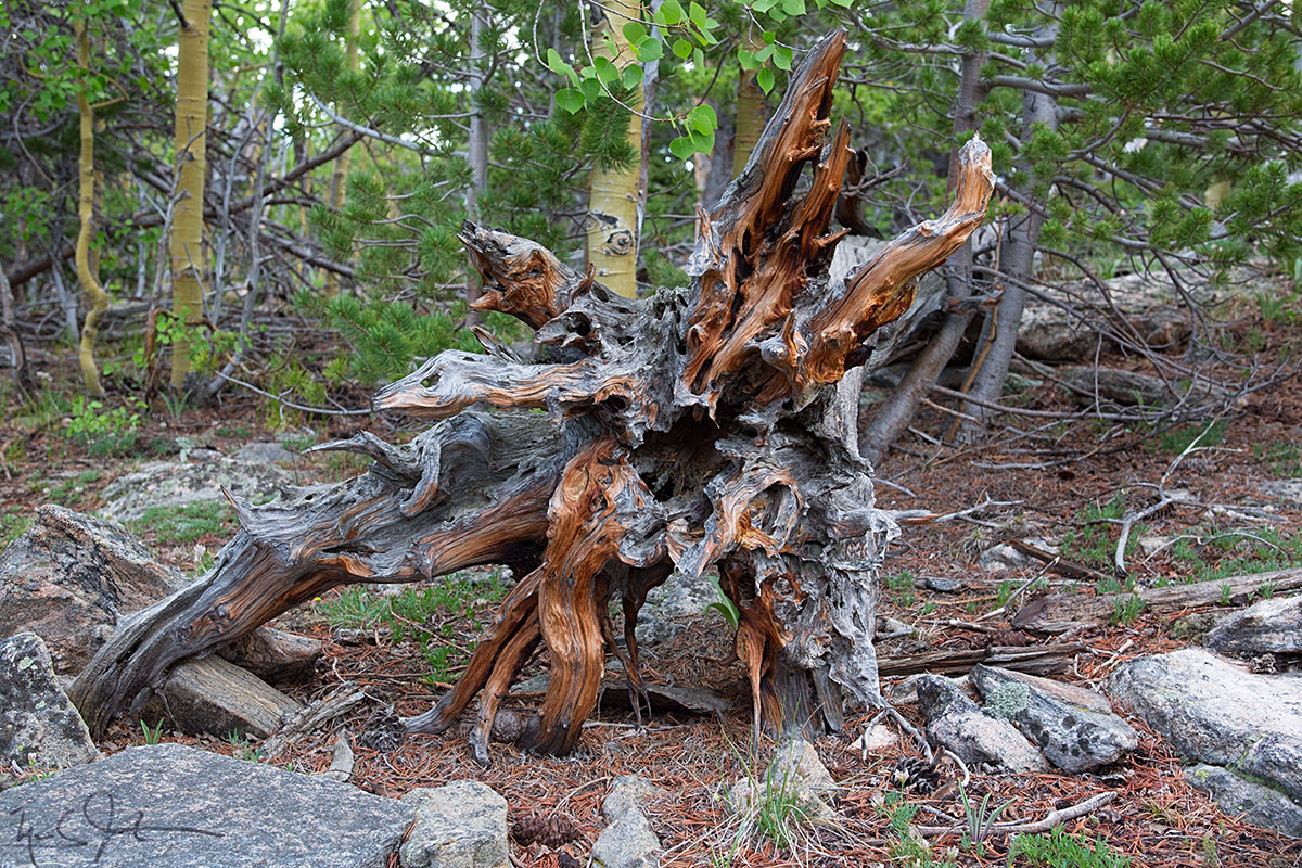 Fallen tree.