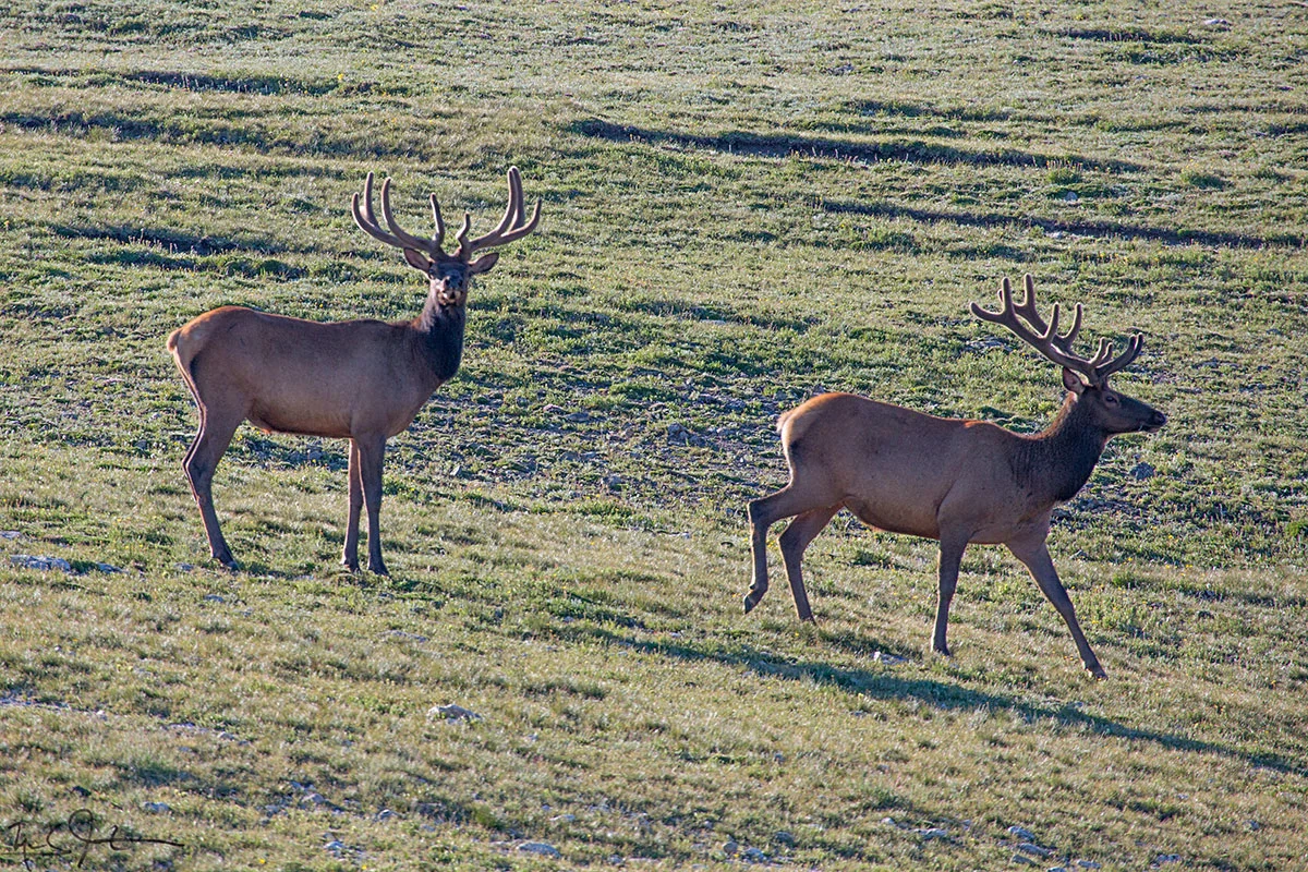 A pair of bull elk, up high above the Summer heat.