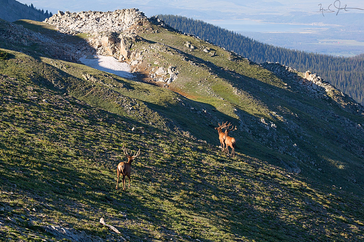 Bull elk catch some early morning sun.