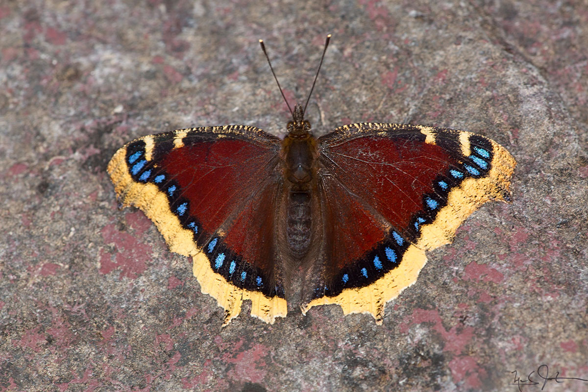 Nymphalis antiopa , common name "Mourning Cloak".