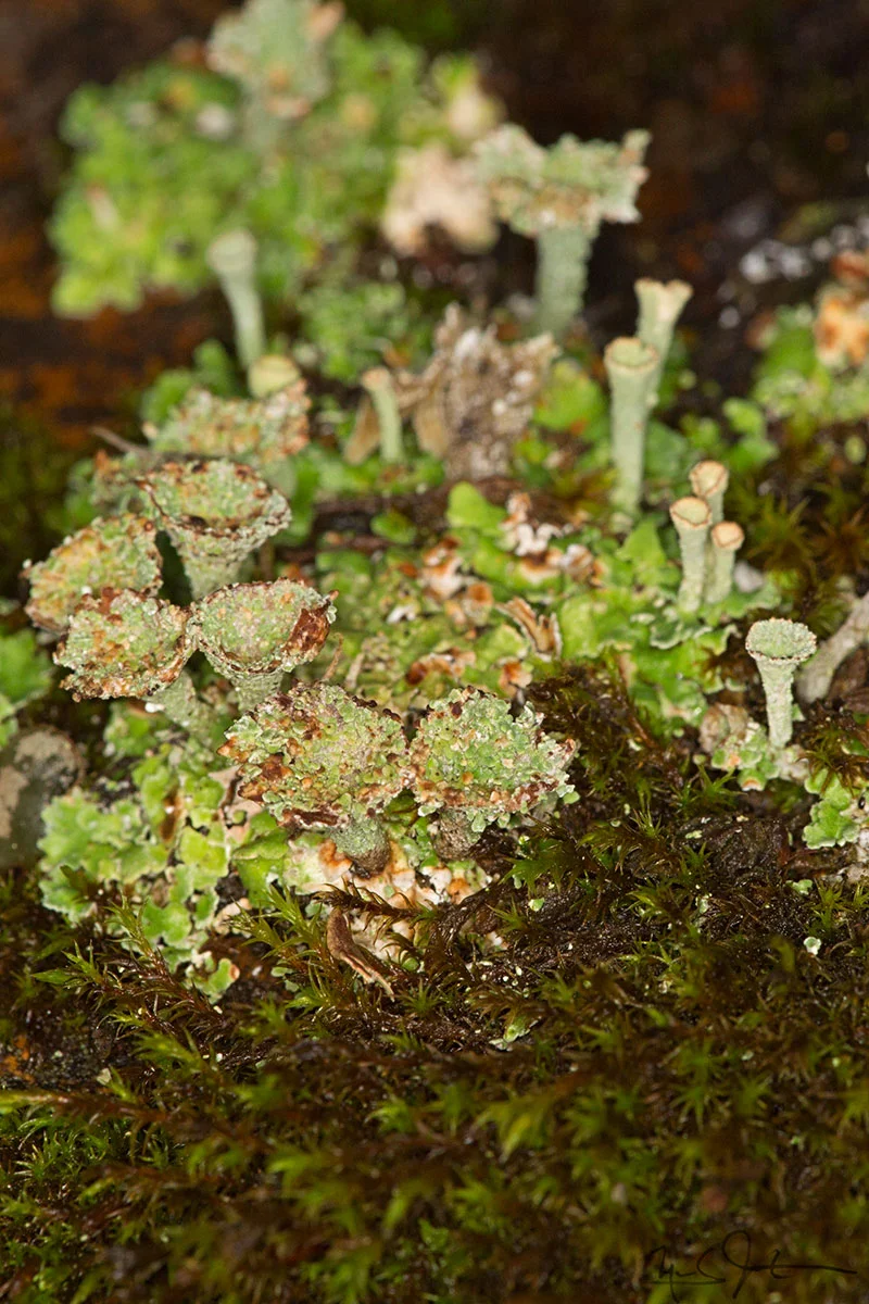 1338-_C9A-6588.jpg