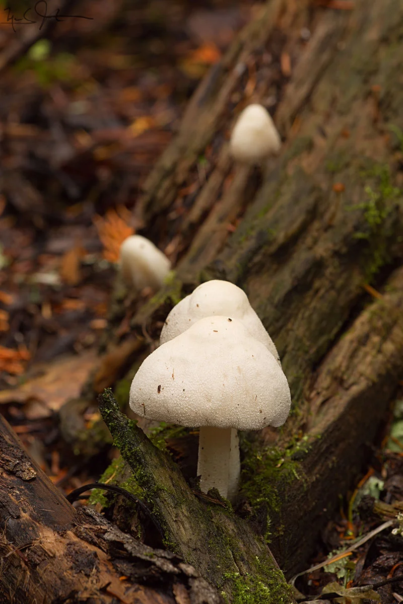 1339-_C9A-8977.jpg