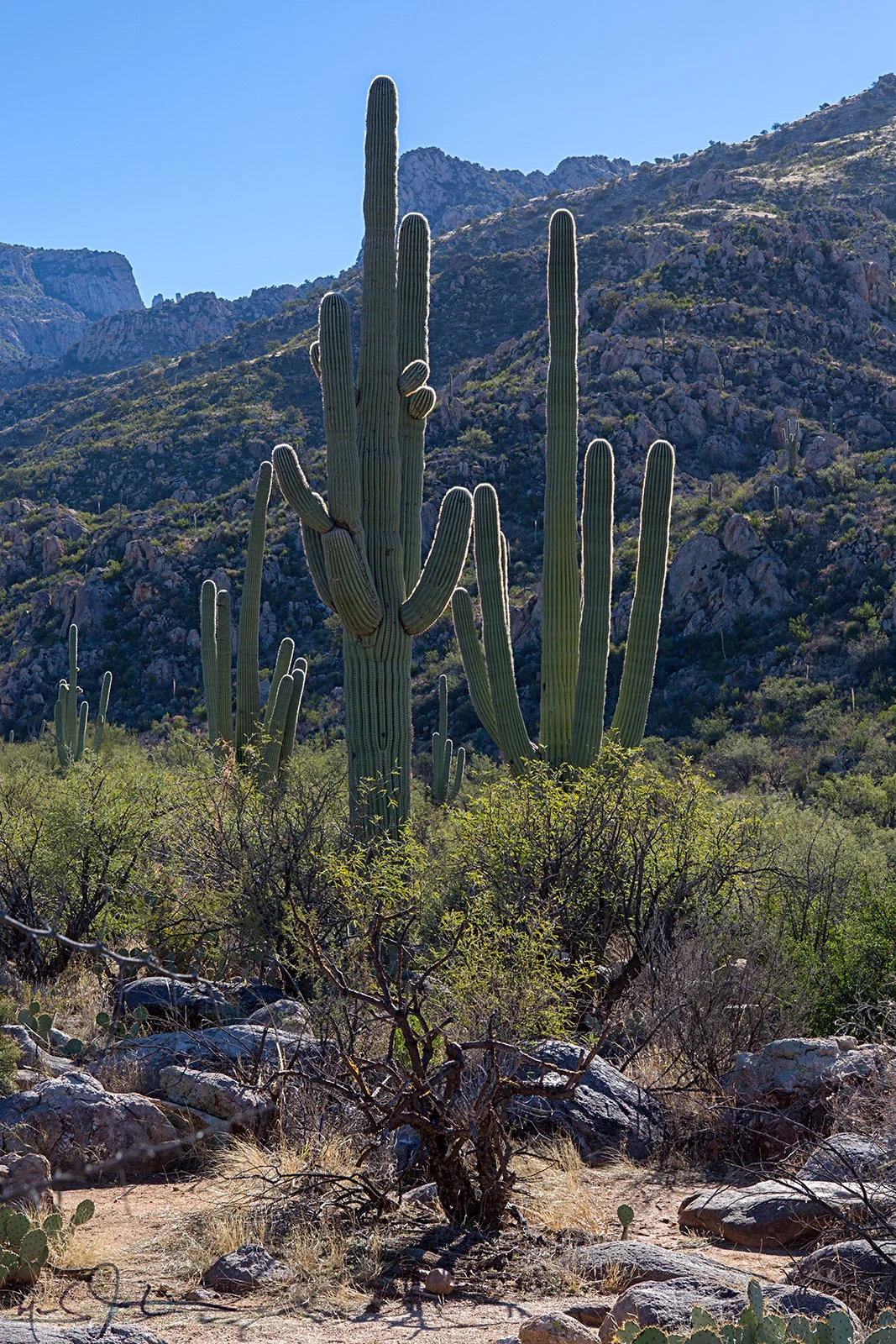 The massive Saguaro cactus, whose seed is so small it is difficult to see with the naked eye, can grow to 60 feet tall, weigh 2 tons, and live well over 100 years. Their pleated trunks expand and contract as they store and lose water.