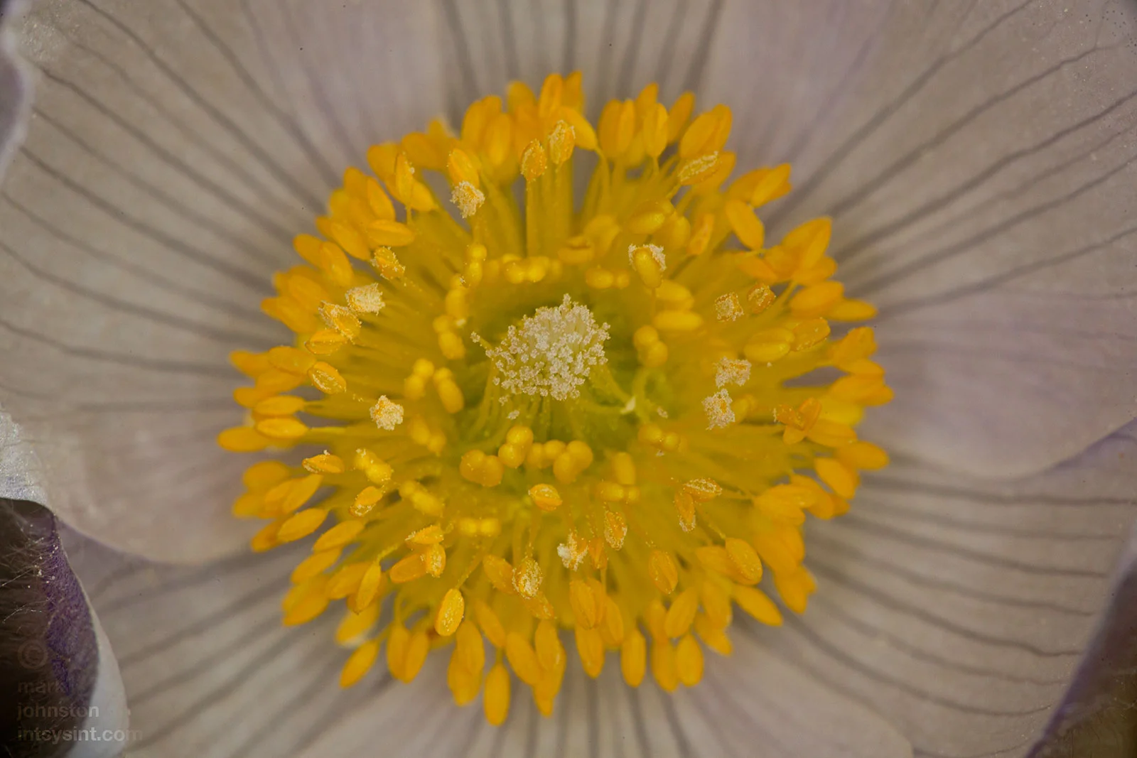 Close-up of the center of the pasque flower showing the central stigma surrounded by many stamens.