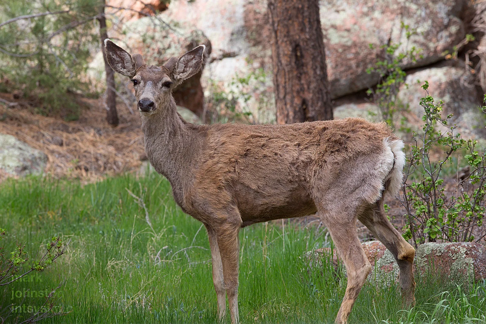 New set of antlers coming in.