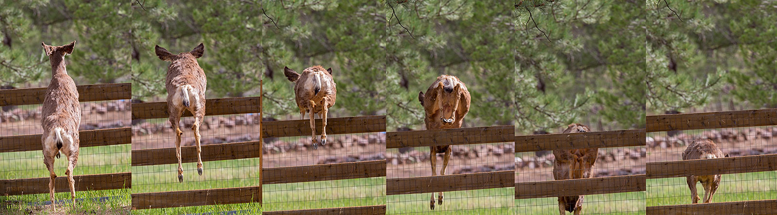 See ya! Deer can easily clear a six-foot high fence from a standing start.