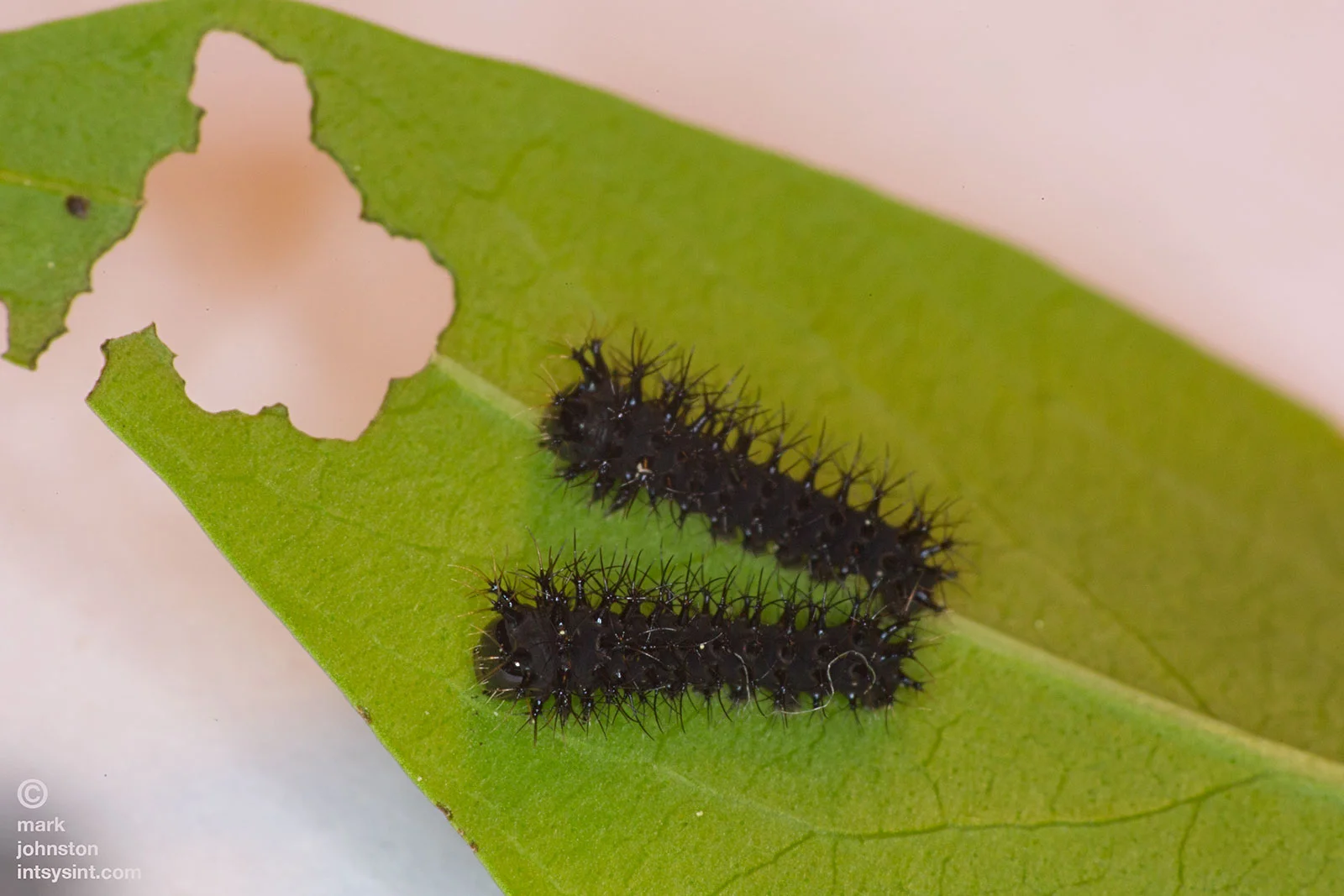 First instar hatchlings.