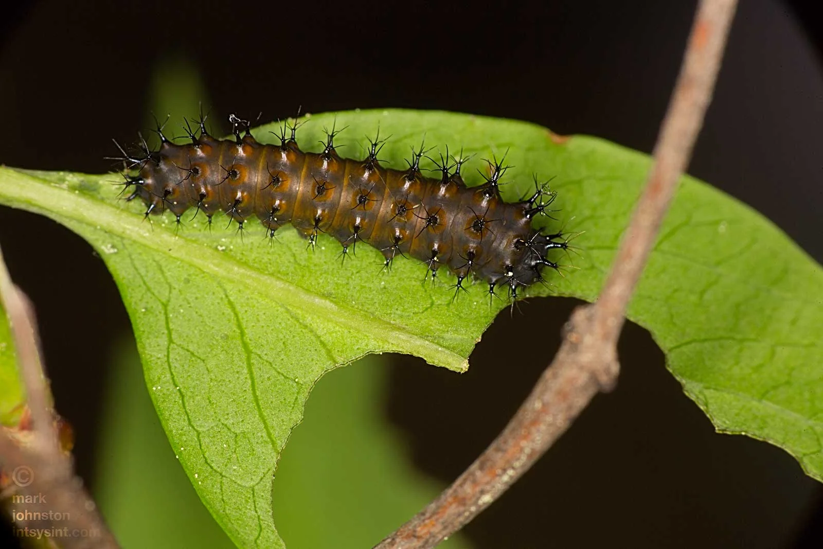 First instar caterpillar 6 days after hatching. Skin is stretched, giving the caterpillar the appearance of a spikey hotdog.