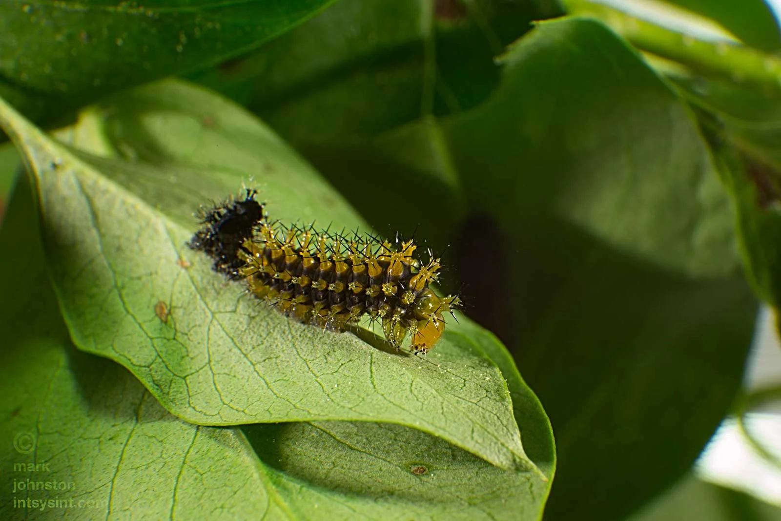 Nine days after hatching, this caterpillar has shed its skin and is now called a "second instar" caterpillar.