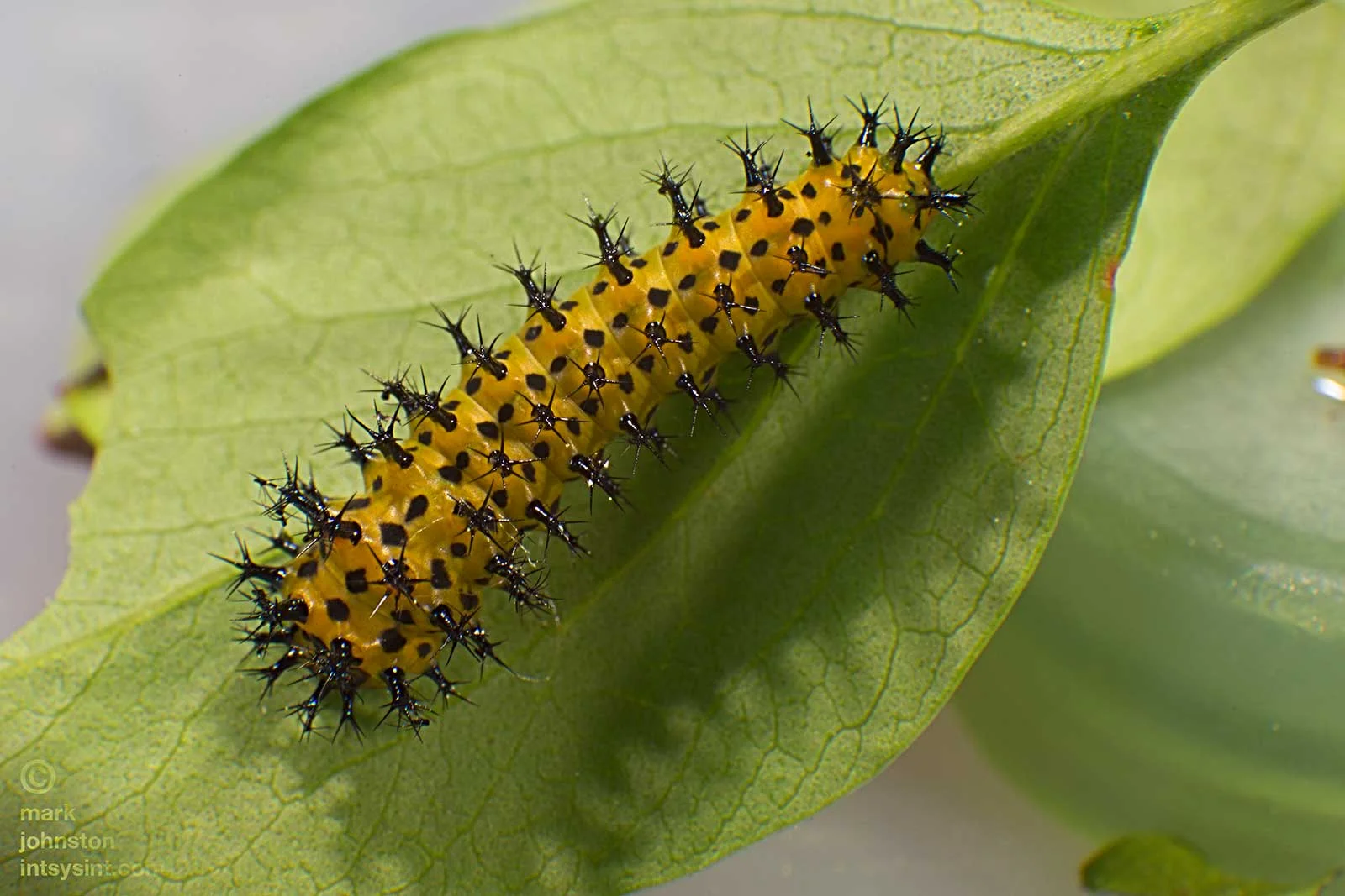 Second instar after skin has dried and colors have stabilized 16 days after hatching.