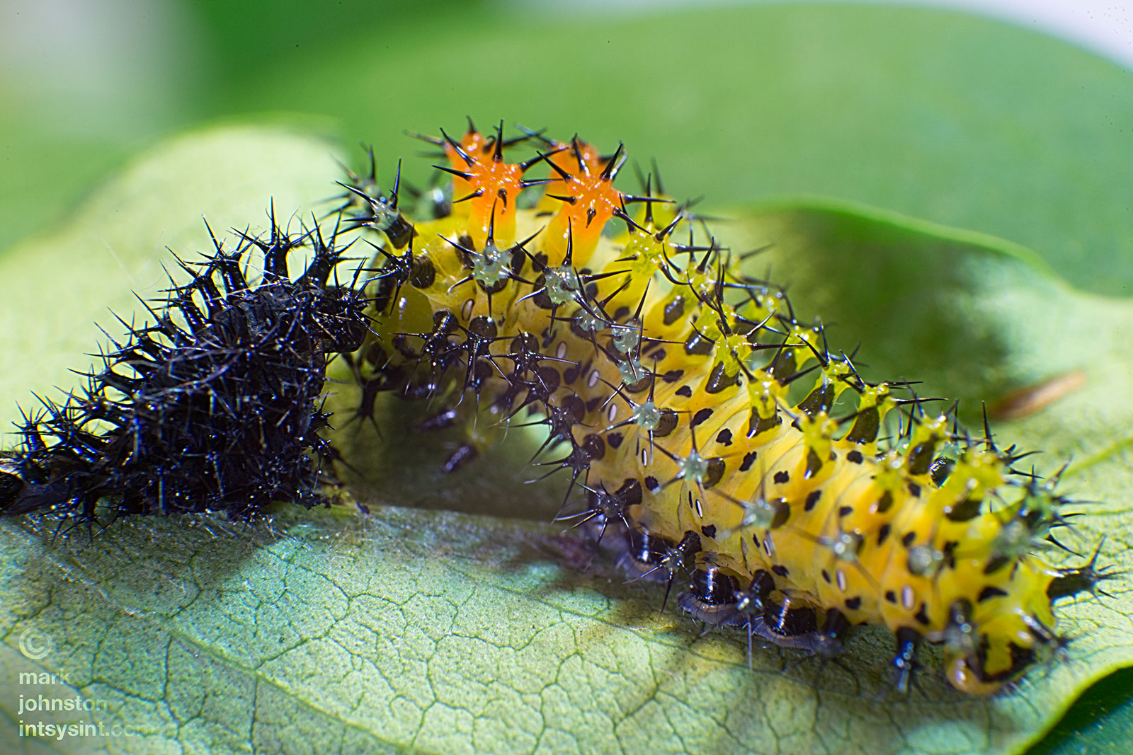 This caterpillar has just shed its skin and become a third instar, 18 days after hatching, The caterpillars typically turn around and eat their cast-off skins within an hour or so of moulting.