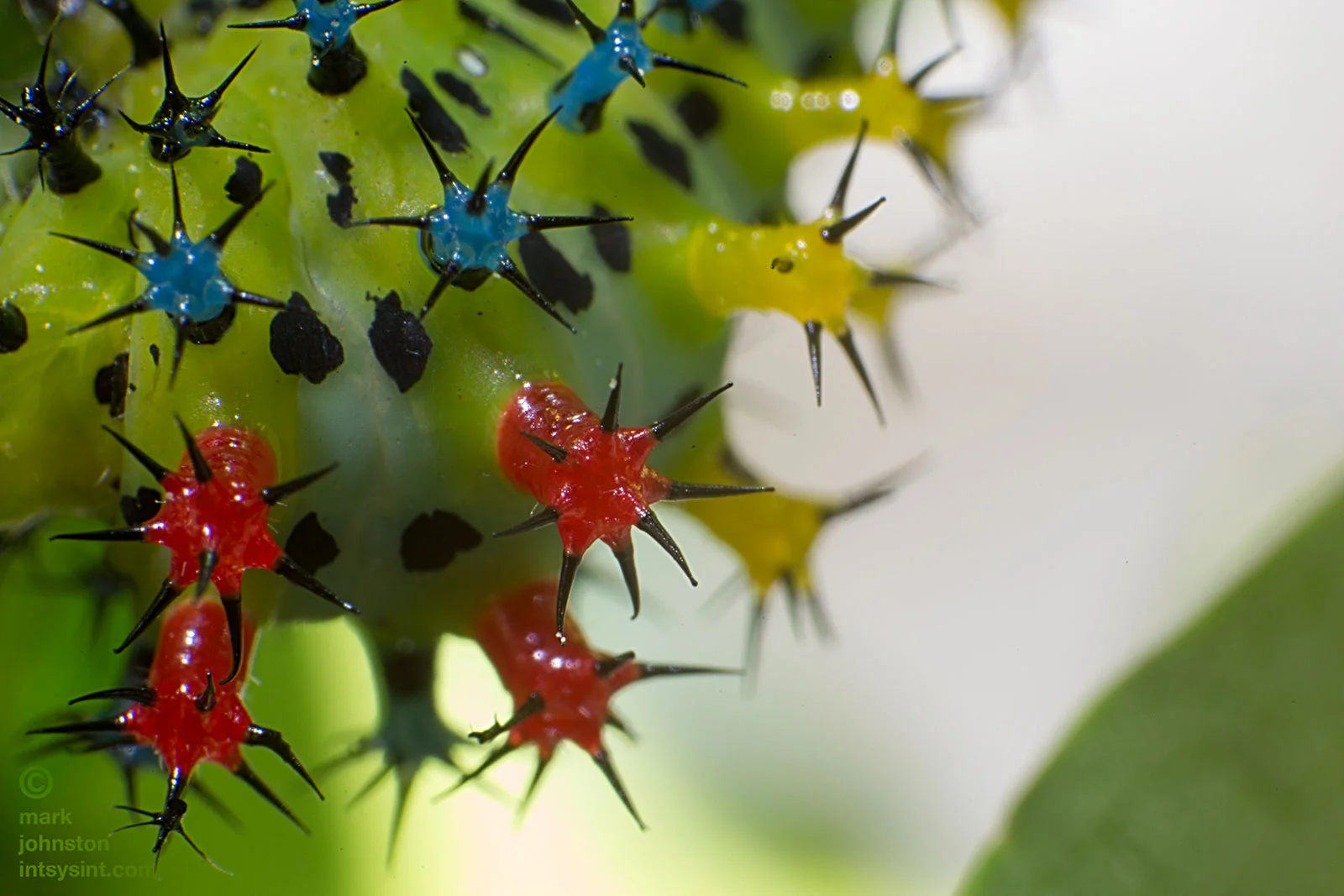 Close-up of the colorful tubercles that serve as defensive weapons against potential predators.