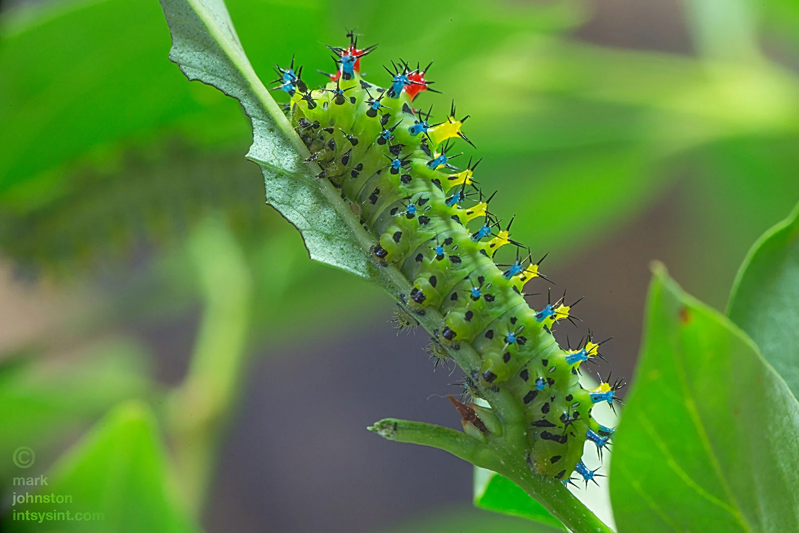 Twenty-six day-old third instar caterpillar.