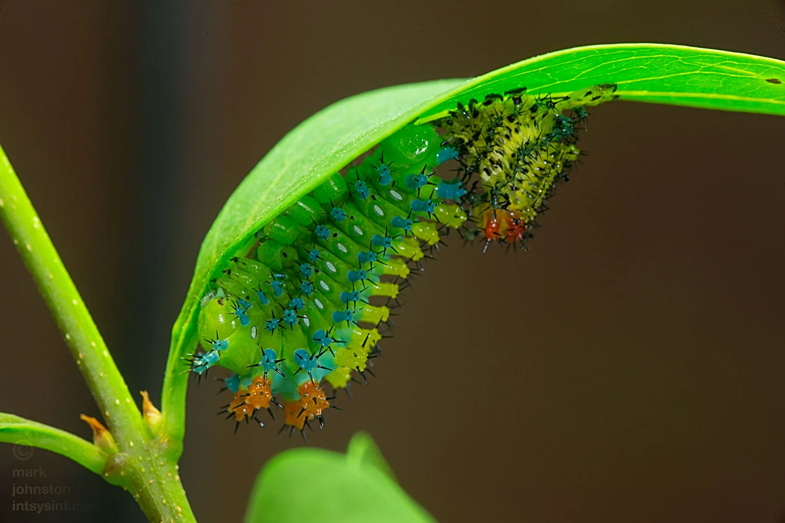 Thirty-one days after hatching, this caterpillar has just become fourth instar. The area surrounding the spiracles on the sides through which the caterpillar respires have turned white and there are other subtle changes in color and appearance.